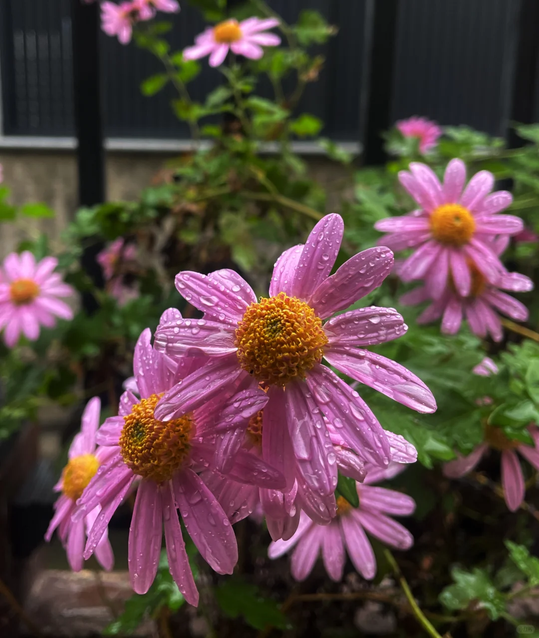 阴天 小红菊 玫瑰花茶