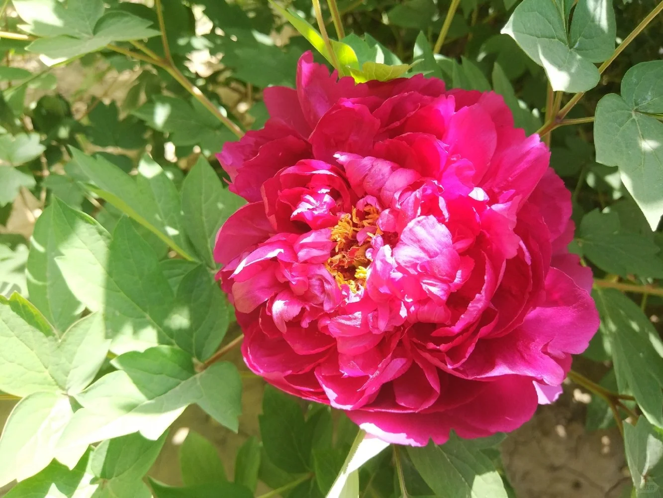 阳光明媚，盛开的牡丹花娇艳欲滴