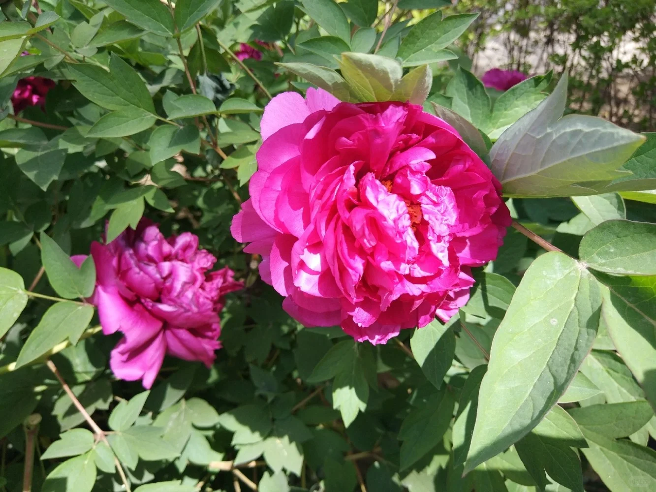 阳光明媚，盛开的牡丹花娇艳欲滴