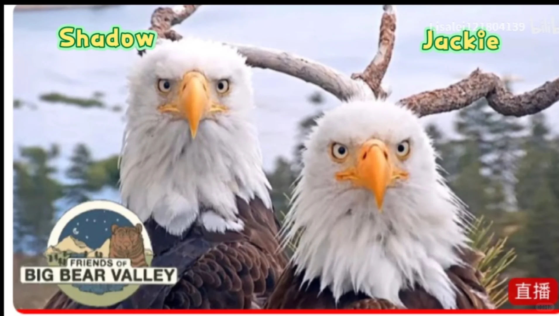 求此类推文好嗑