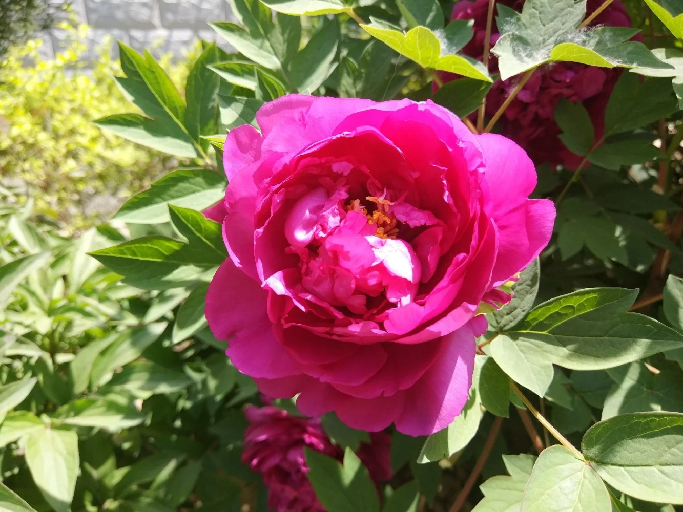 阳光明媚，盛开的牡丹花娇艳欲滴