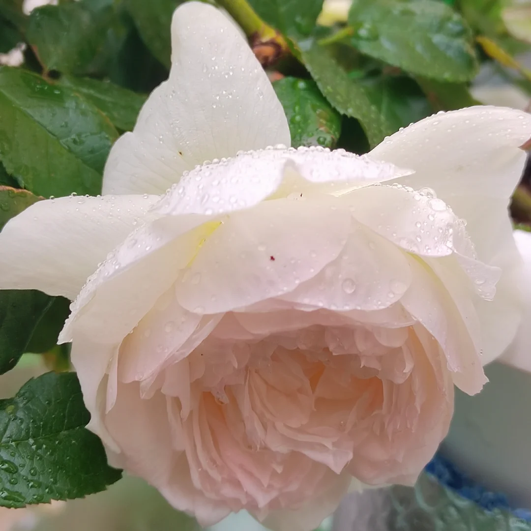 雨中盛开的月季|娇艳欲滴美到失语🌧