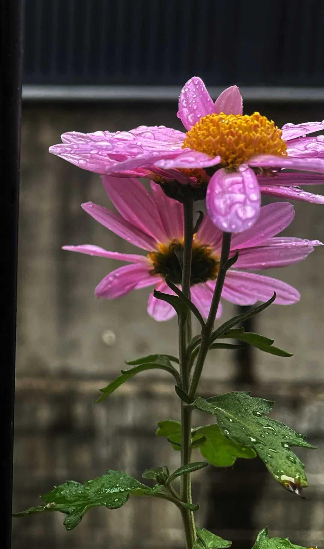 阴天 小红菊 玫瑰花茶