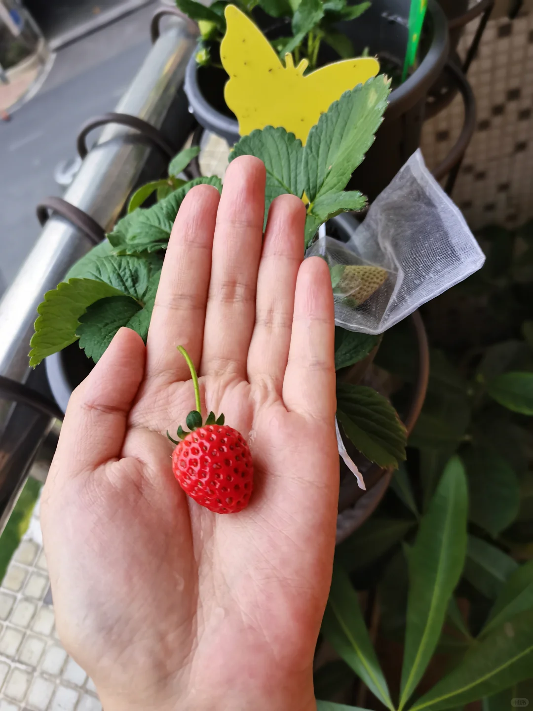 收获自己种的第一颗草莓啦