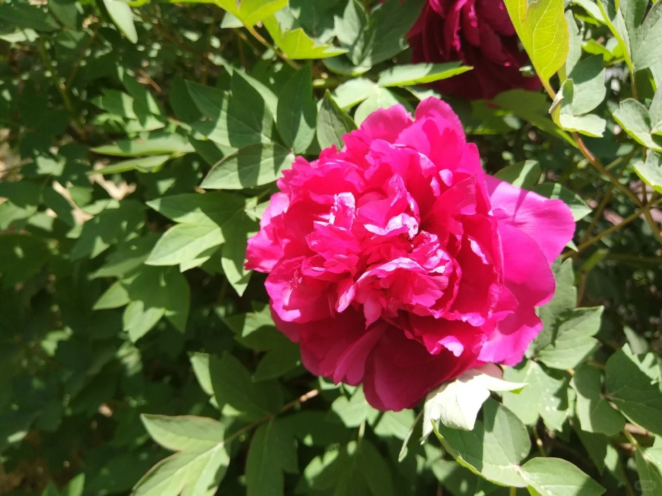 阳光明媚，盛开的牡丹花娇艳欲滴