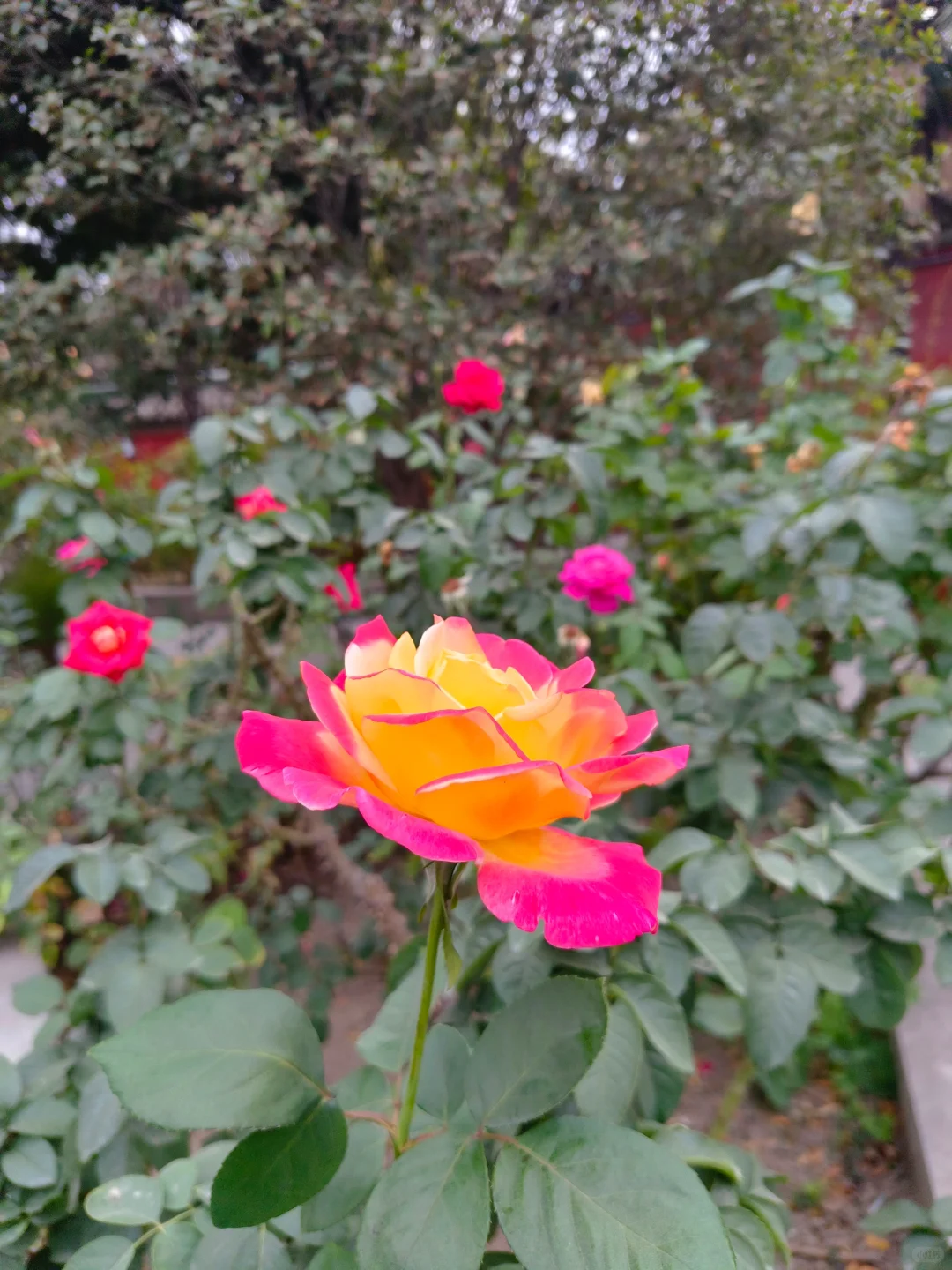 娇艳欲滴的美人！