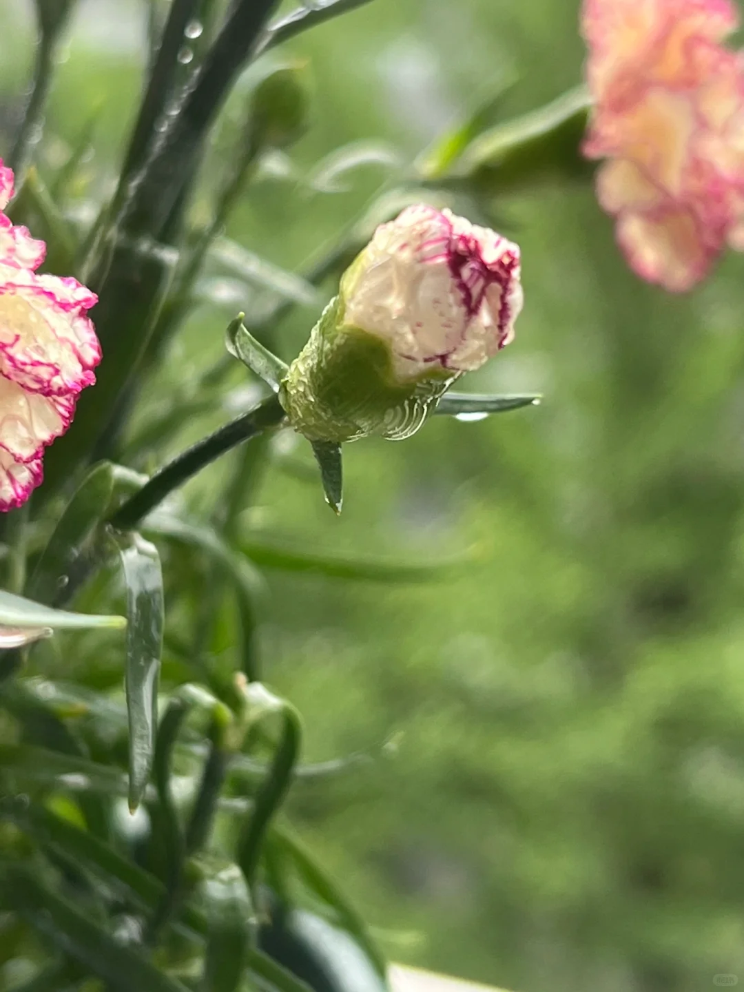 娇艳欲滴的美人