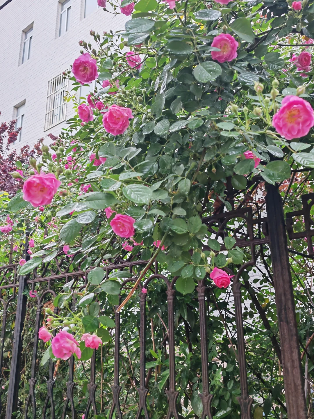 这算是娇艳欲滴不