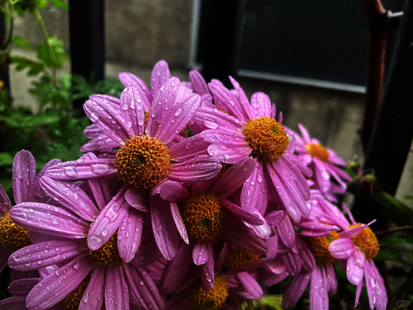 阴天 小红菊 玫瑰花茶