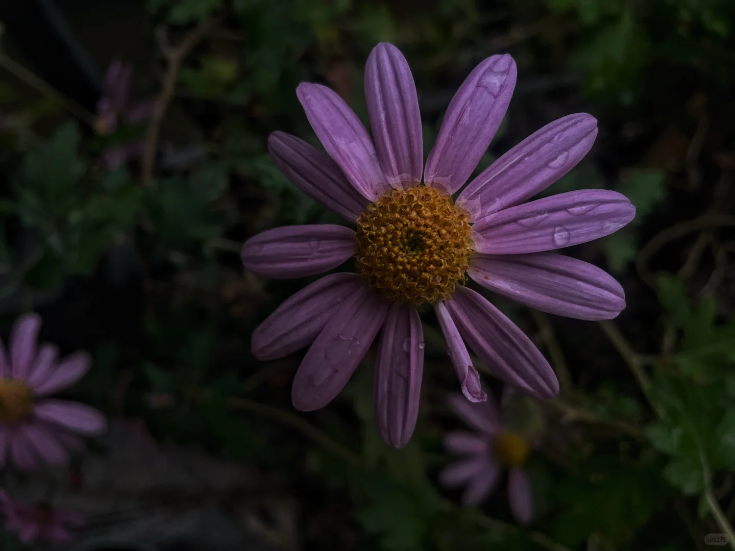 阴天 小红菊 玫瑰花茶
