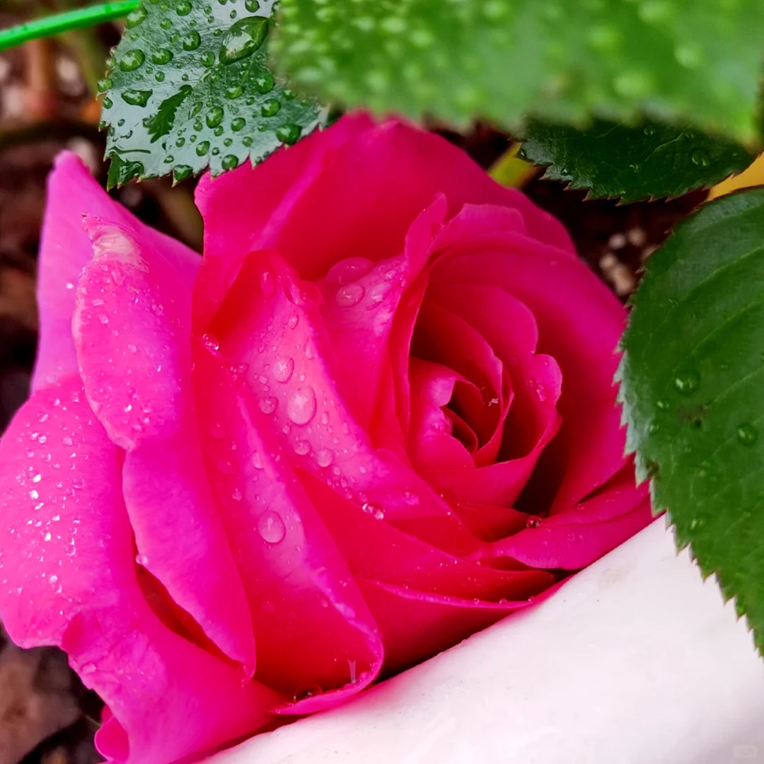 雨中盛开的月季|娇艳欲滴美到失语🌧