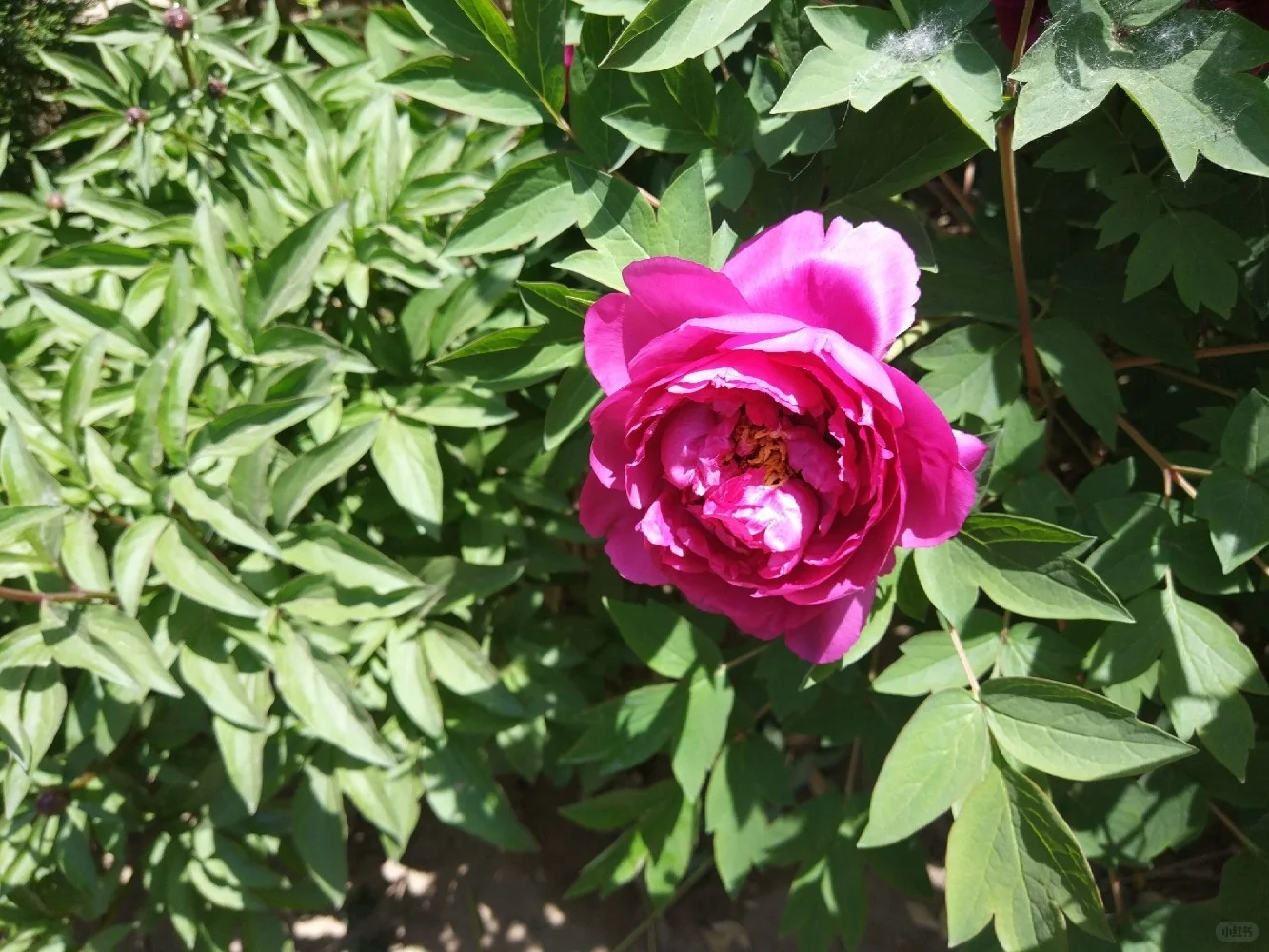 阳光明媚，盛开的牡丹花娇艳欲滴