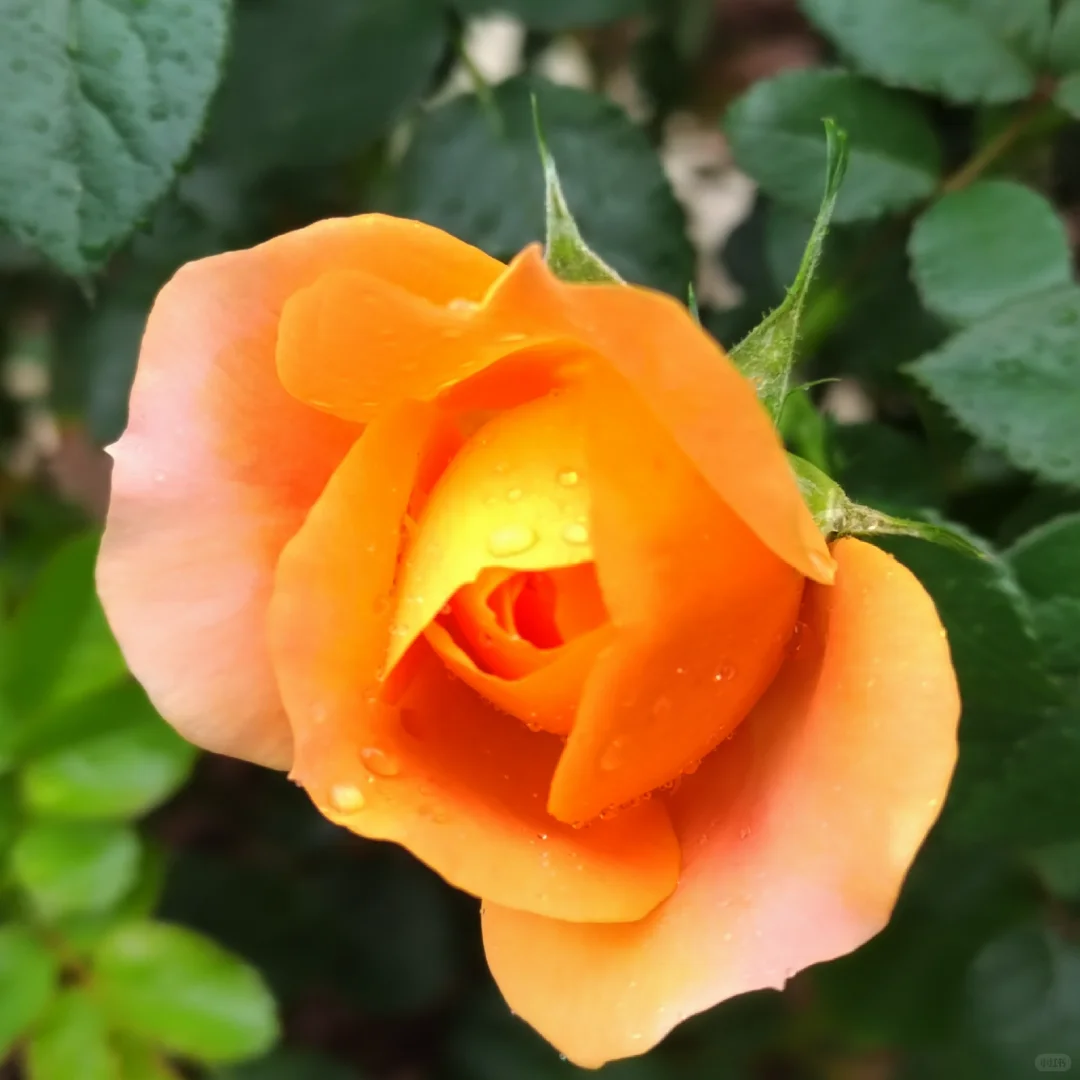 雨中盛开的月季|娇艳欲滴美到失语🌧