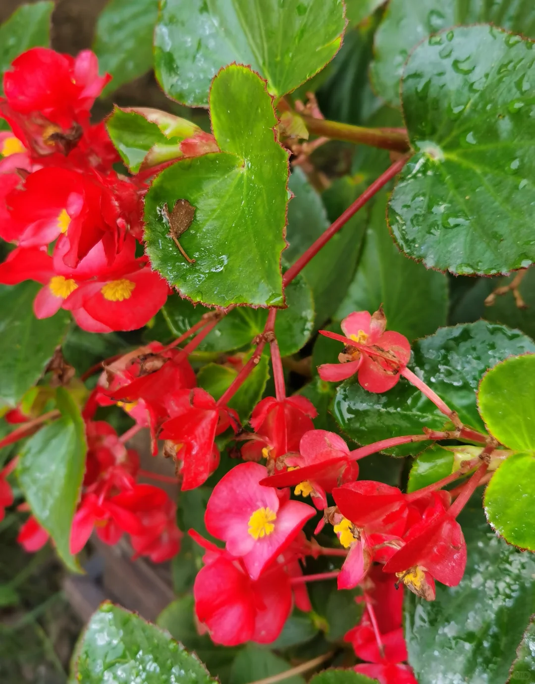雨珠点缀着娇艳欲滴的红色花朵，清新脱俗