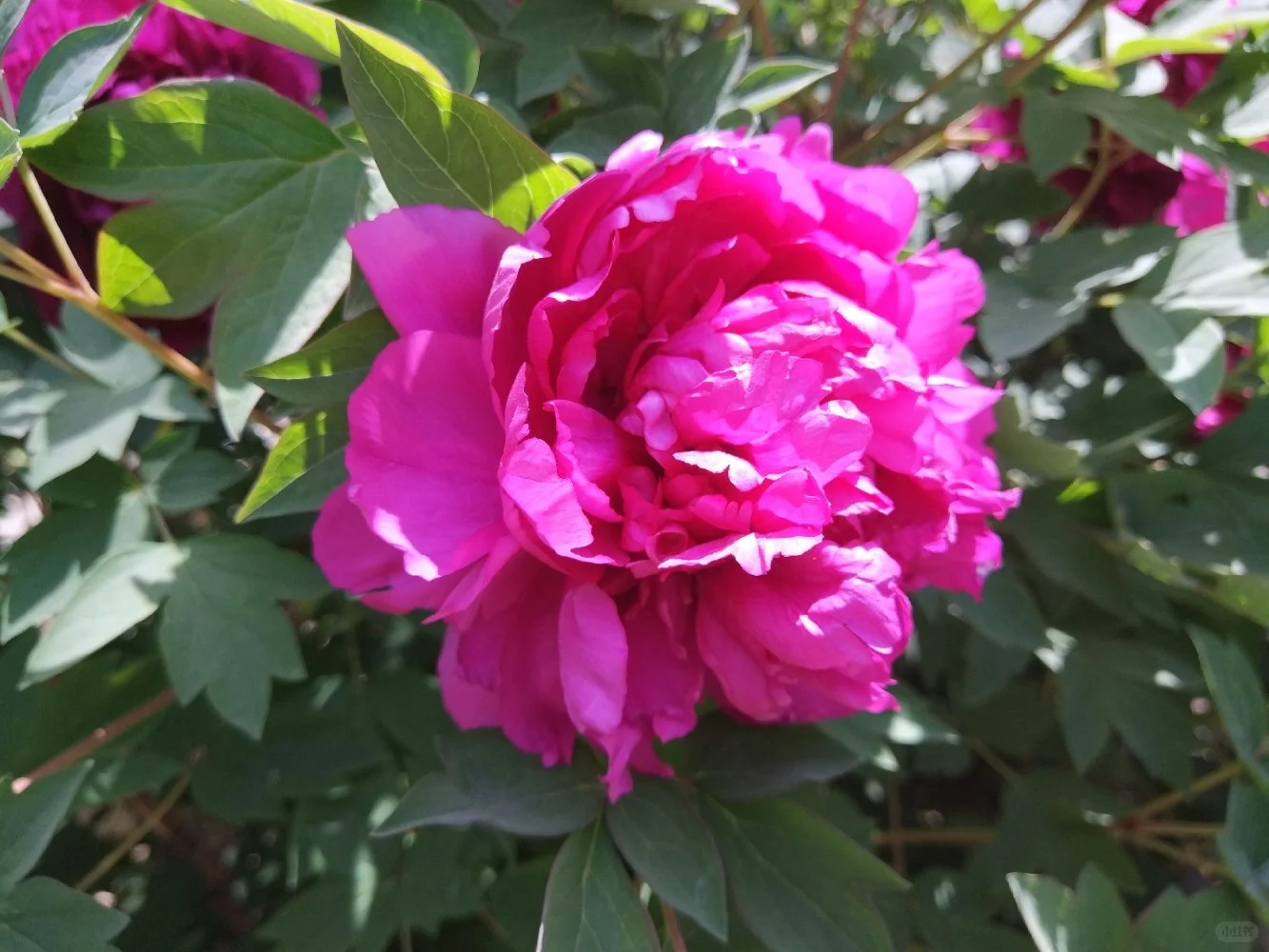 阳光明媚，盛开的牡丹花娇艳欲滴