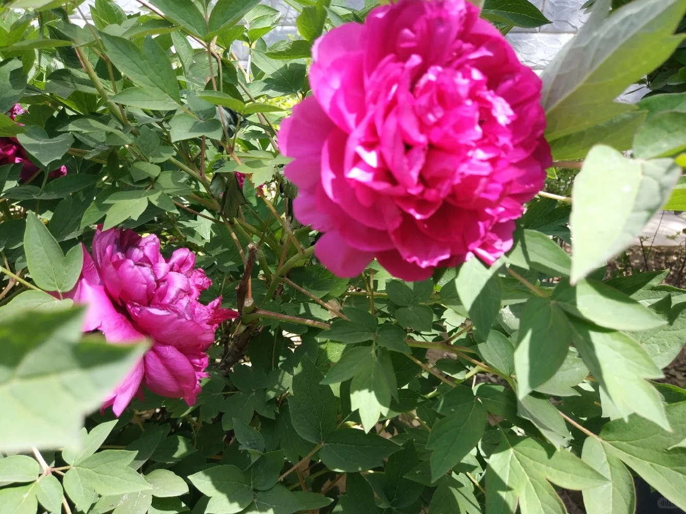 阳光明媚，盛开的牡丹花娇艳欲滴