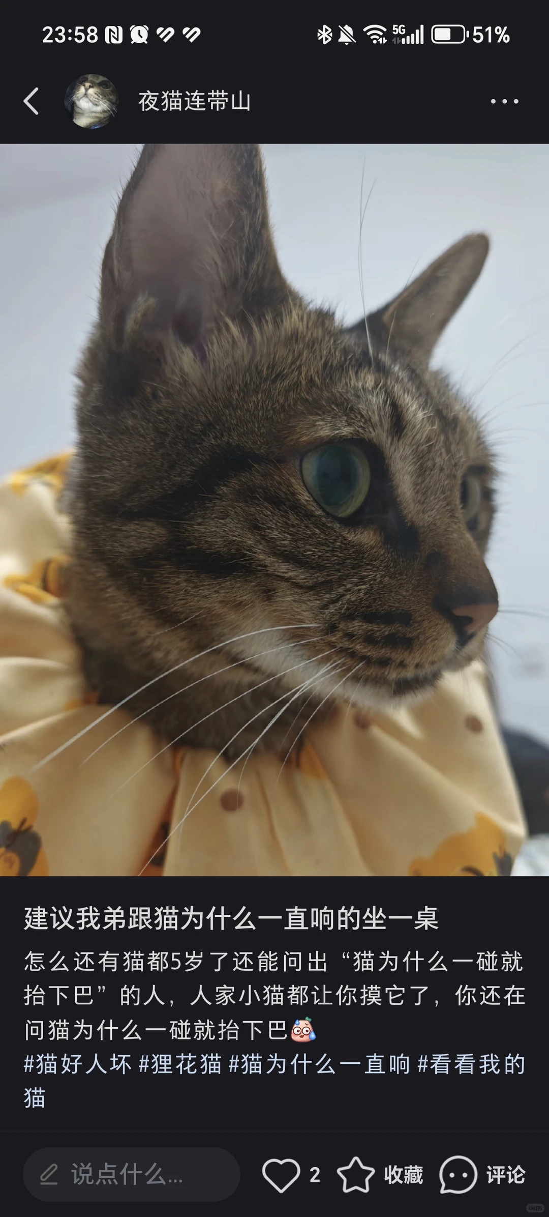 好猫抛媚眼给坏瞎子看