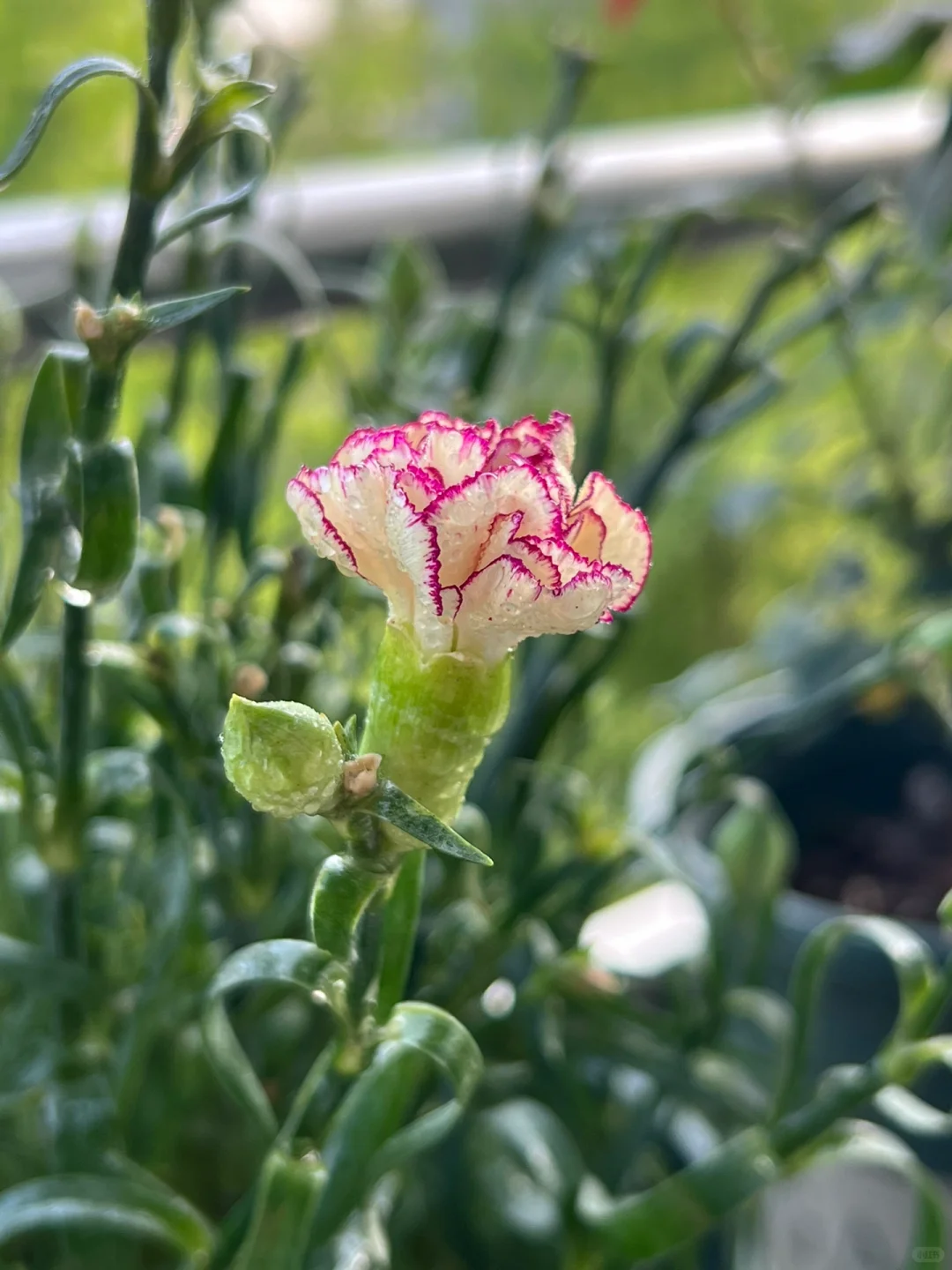 娇艳欲滴的美人