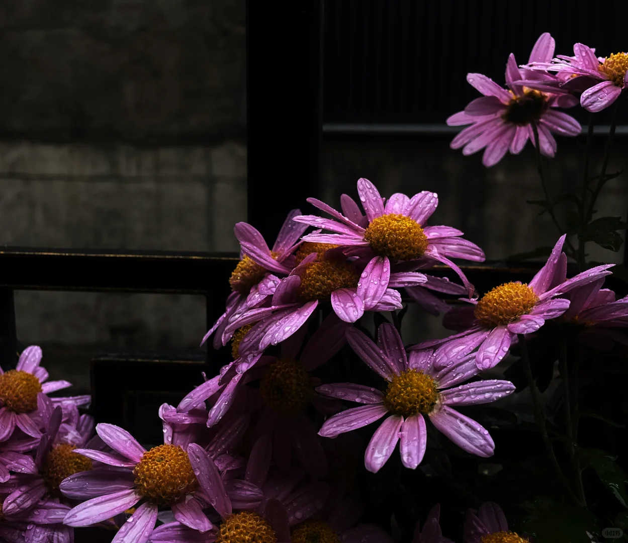 阴天 小红菊 玫瑰花茶