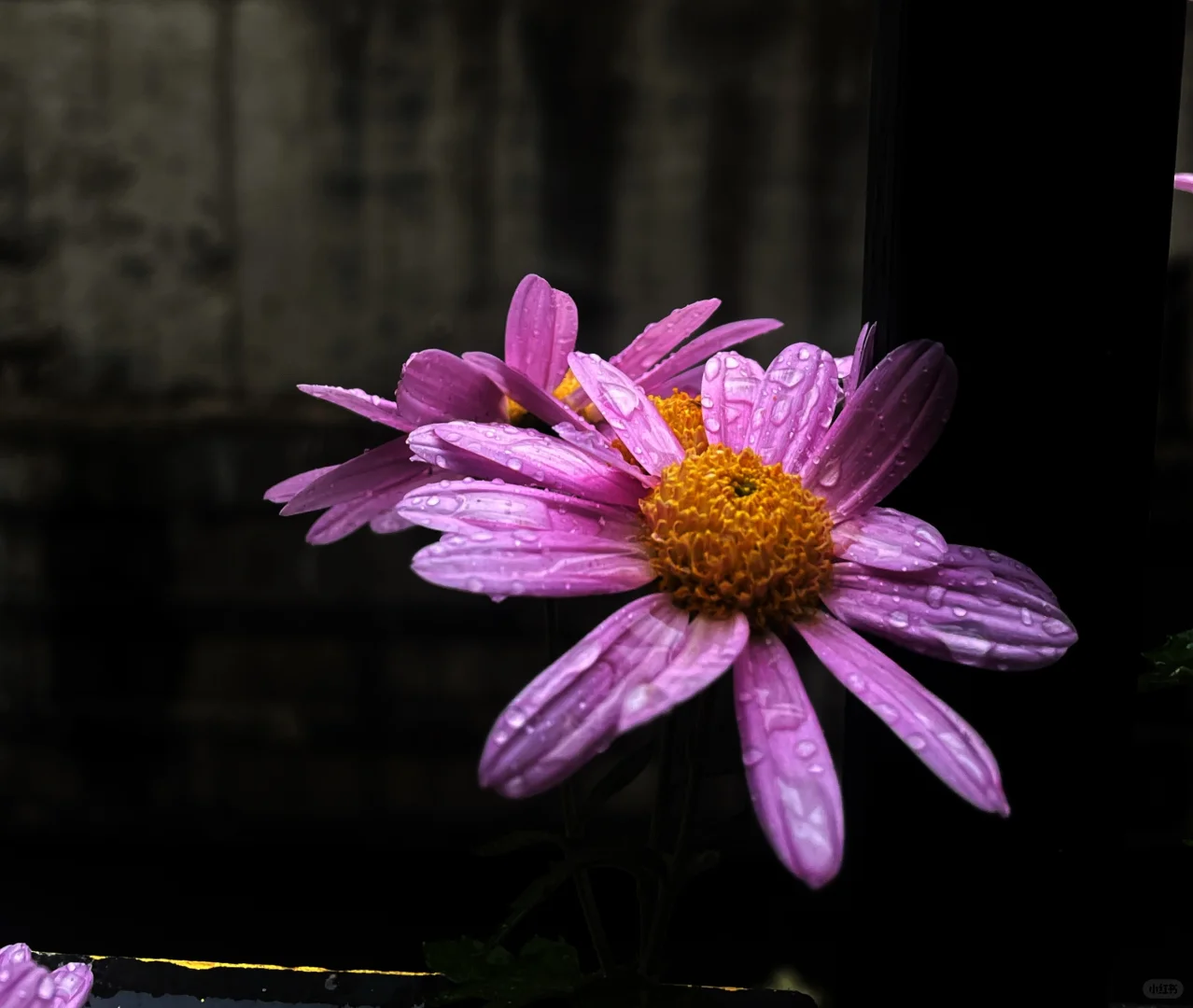 阴天 小红菊 玫瑰花茶
