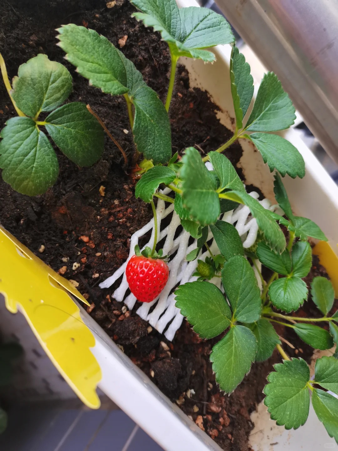 收获自己种的第一颗草莓啦