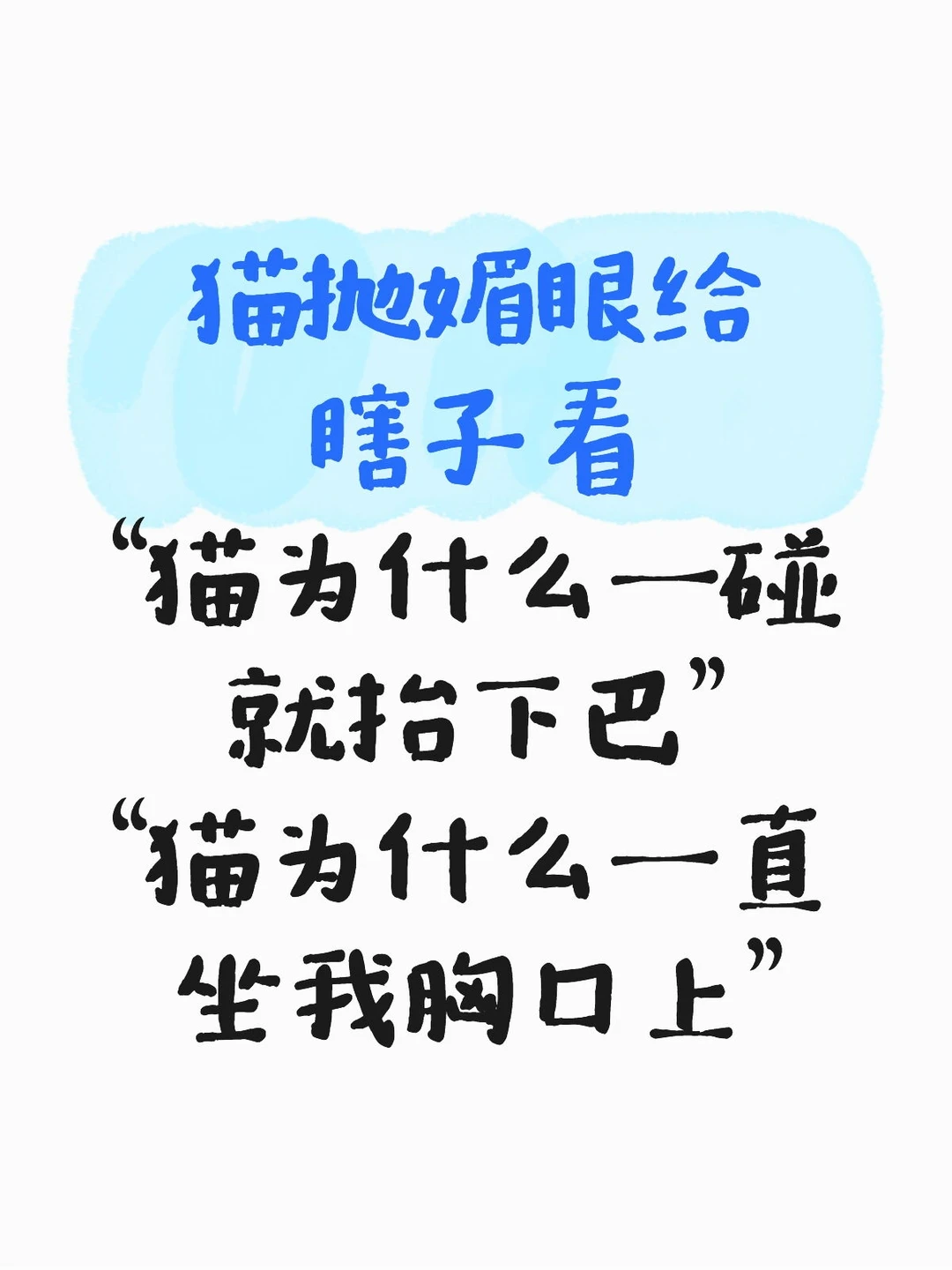 好猫抛媚眼给坏瞎子看