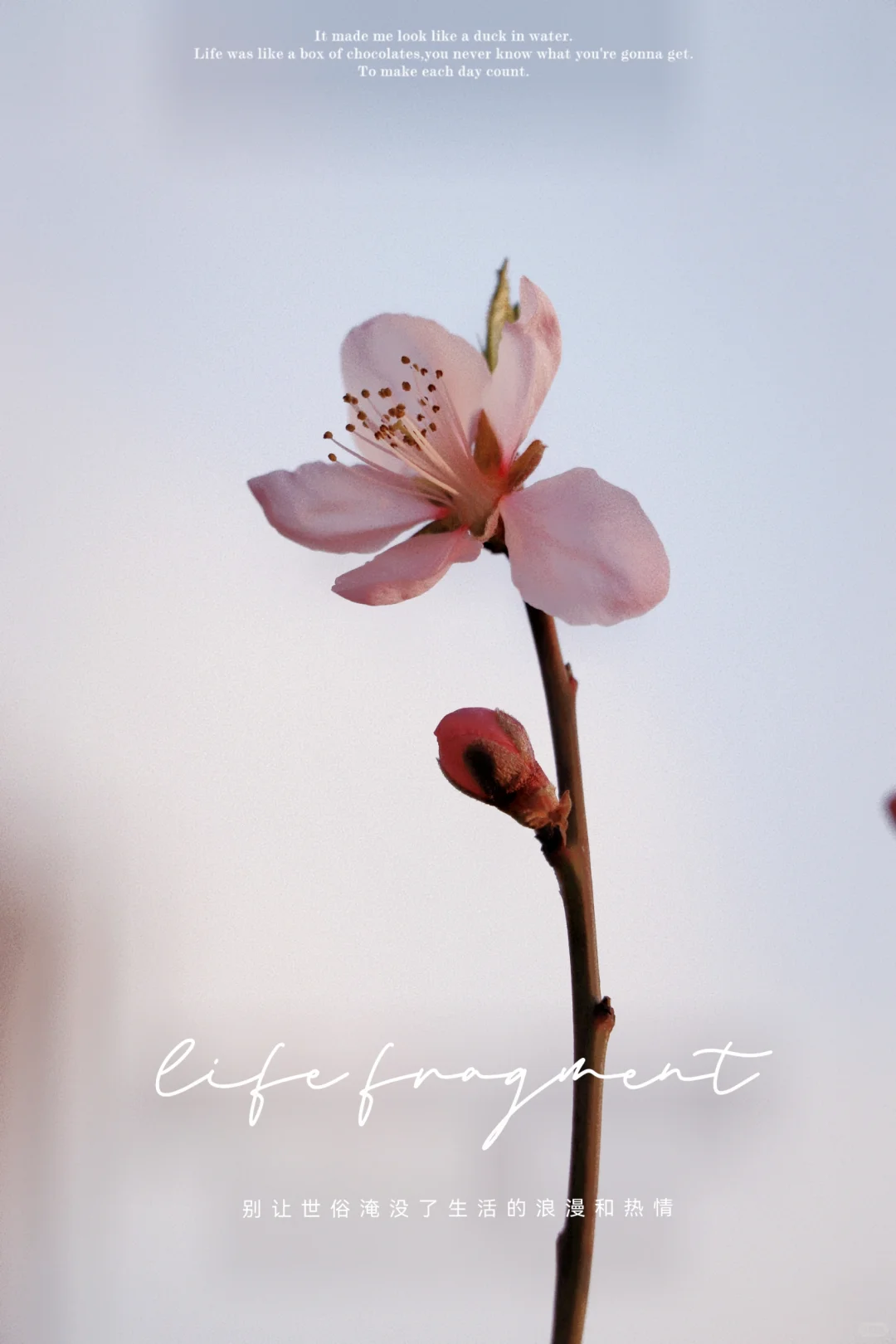 似少女的脸颊，含羞又娇艳