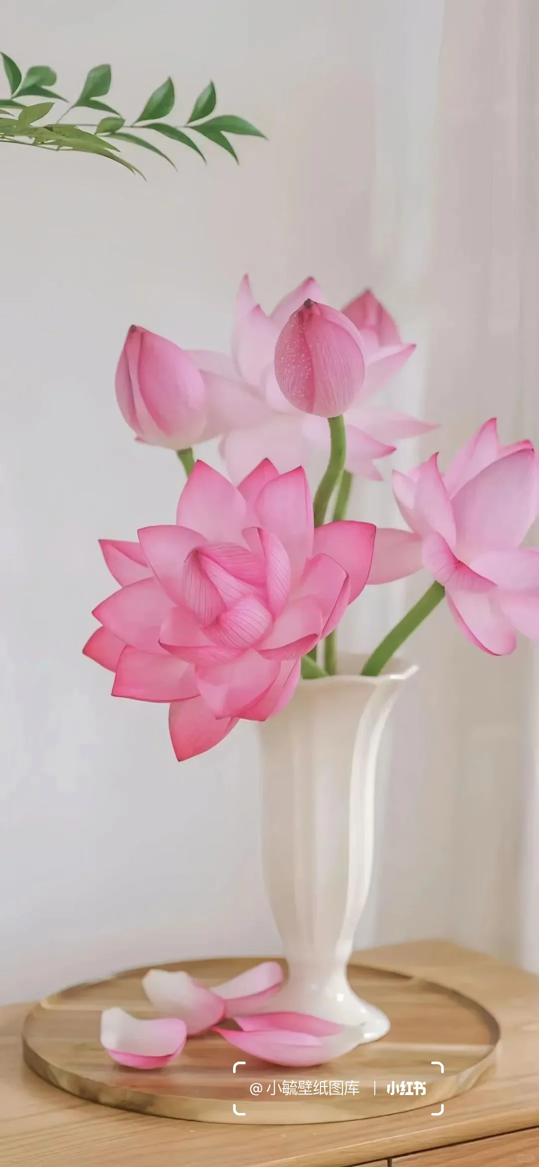 粉色荷花手机壁纸 🪷