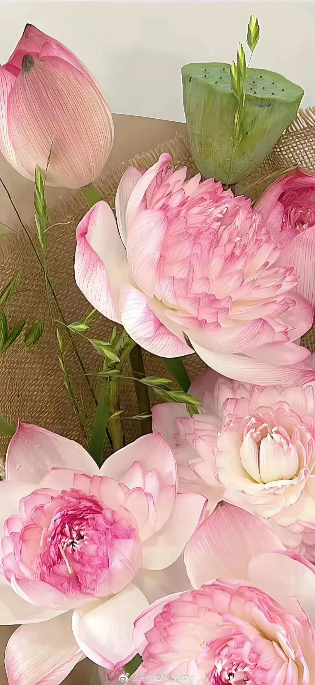 粉色荷花手机壁纸 🪷