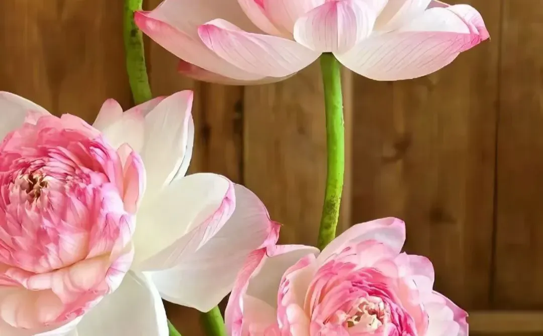 粉色荷花手机壁纸 🪷