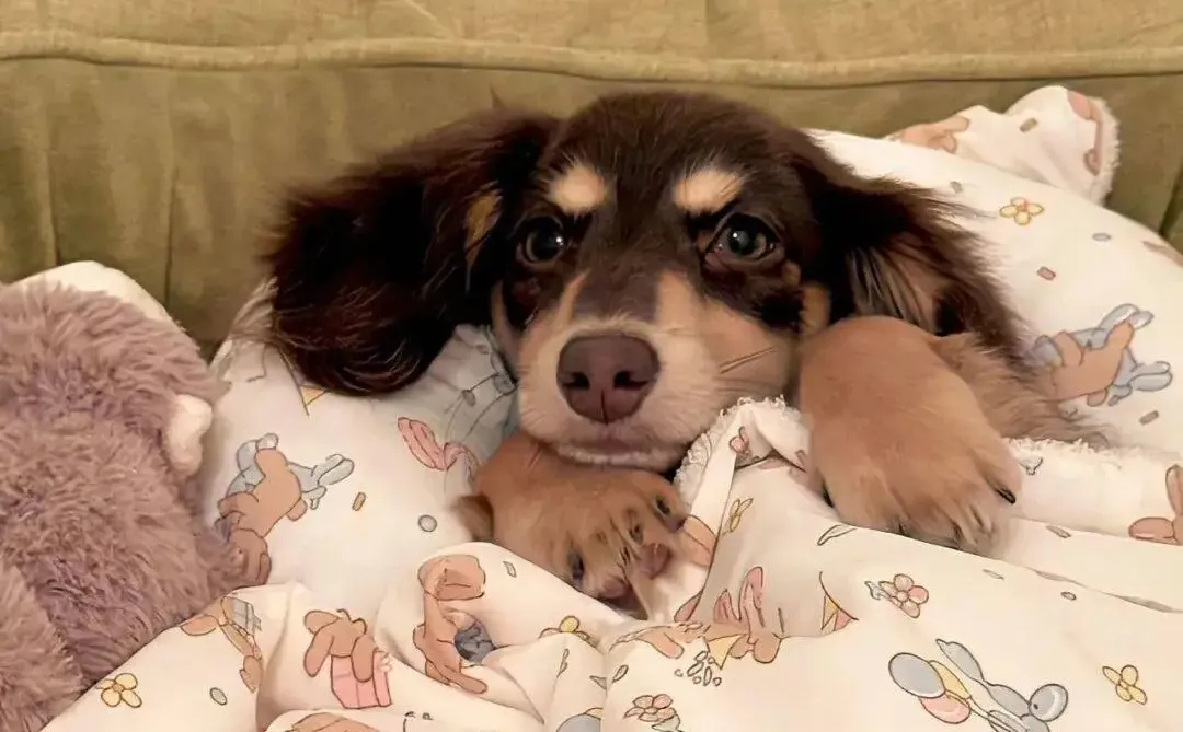 手机壁纸｜可爱壁纸｜高清壁纸