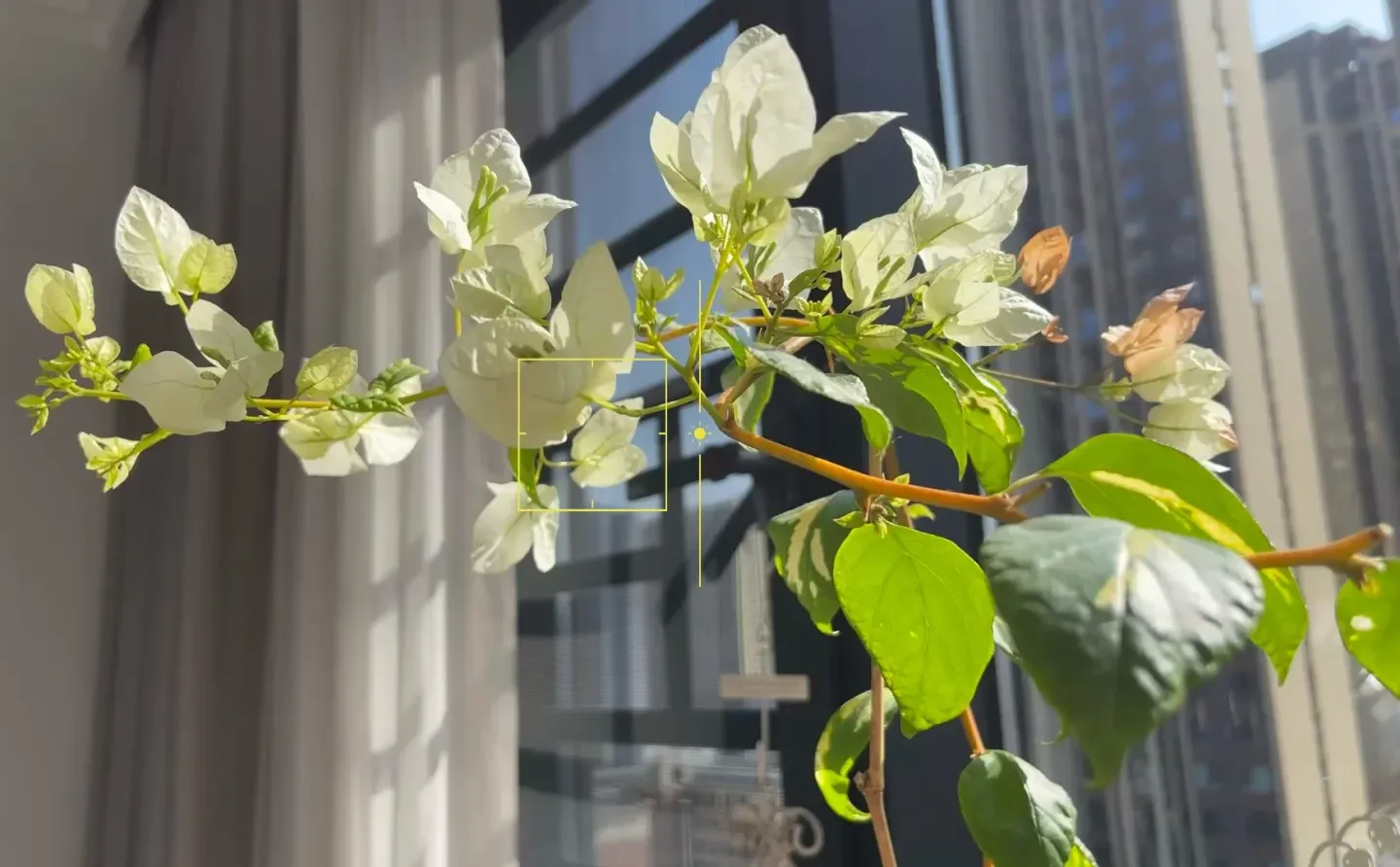 ☁️ 花儿与少妇的日常 」