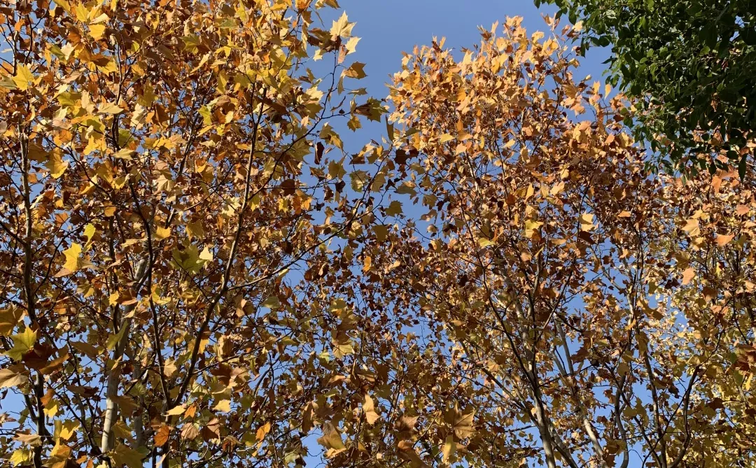 胶片🫧🧣好爱这复古又迷人的冬天吖！