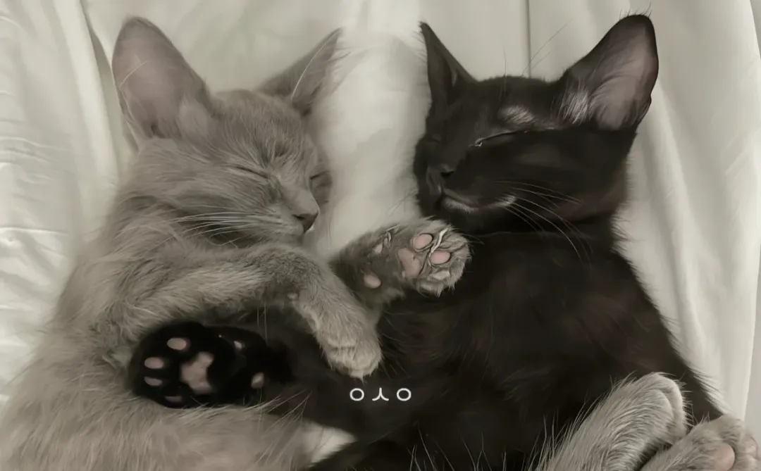 Share｜秋冬氛围感壁纸𖦹☁️ ⑉⑉. 🖤⋆⁺₊⋆꙳.