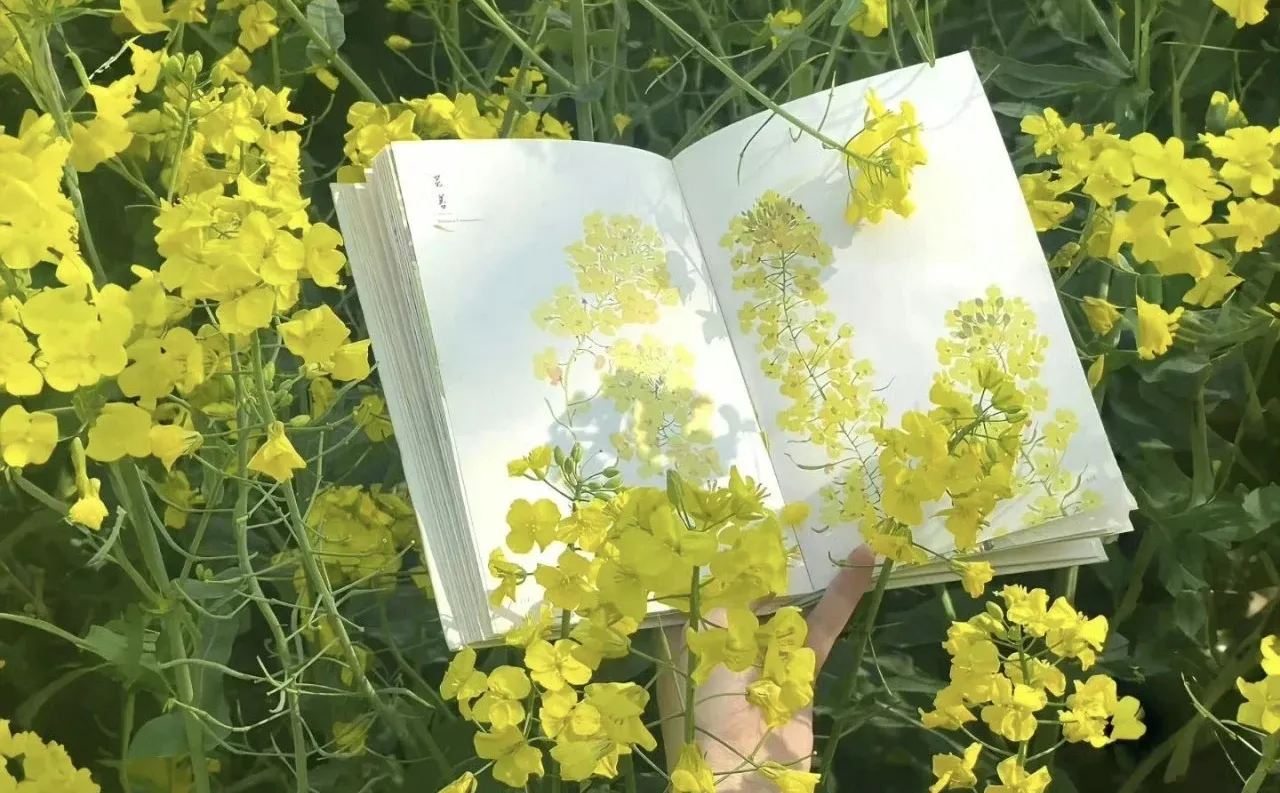 ipad平板壁纸｜高清电脑壁纸