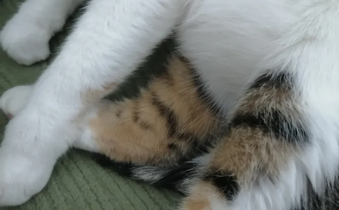 小喵咪的美腿诱惑