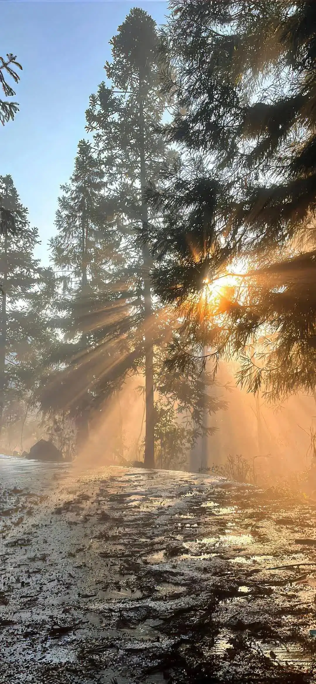 𝙎𝙝𝙖𝙧𝙚超清好看ins全屏壁纸