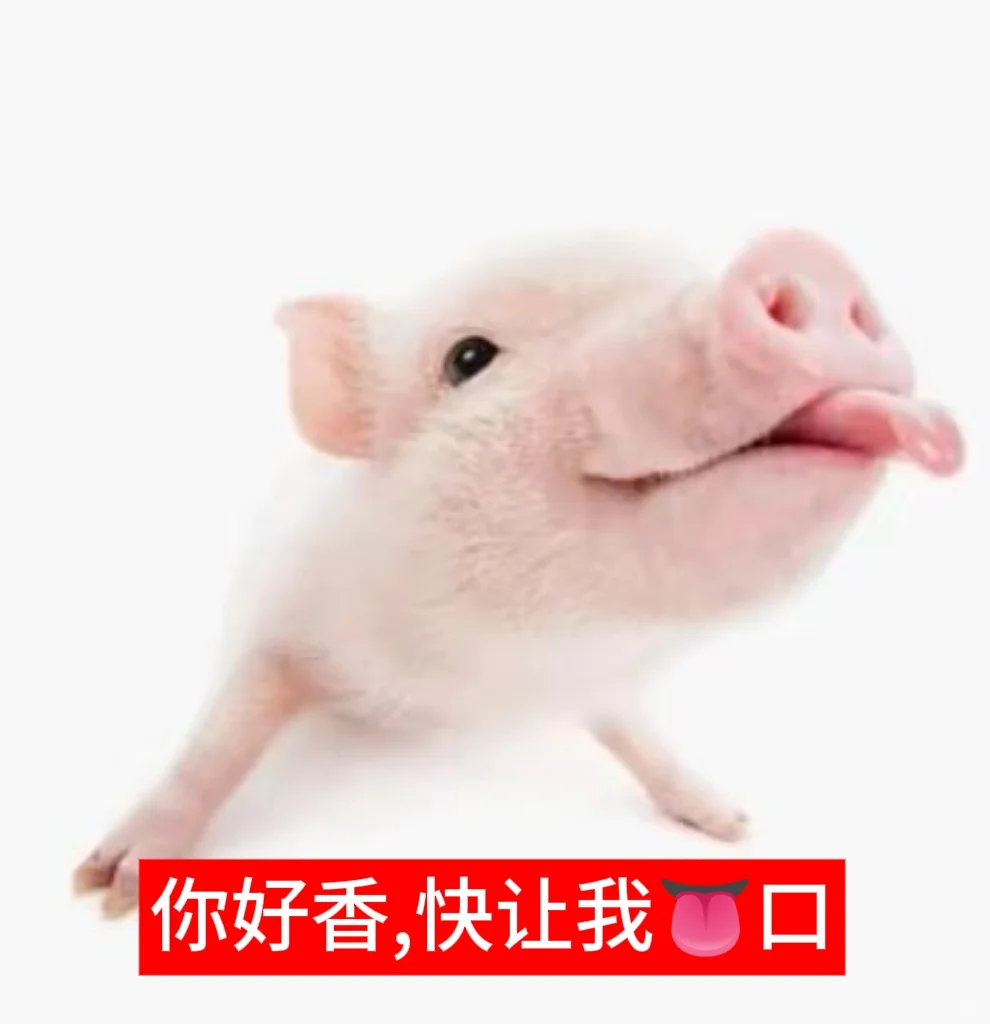 小猪表情