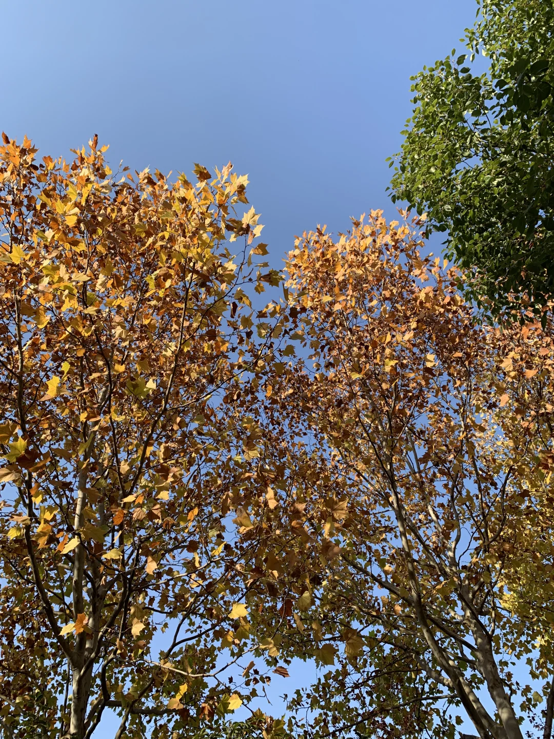 胶片🫧🧣好爱这复古又迷人的冬天吖！