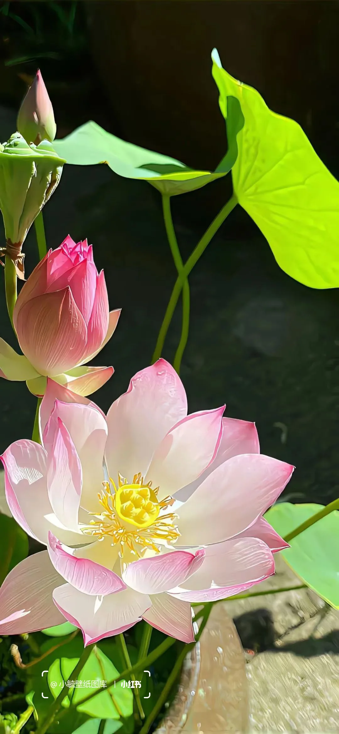 粉色荷花手机壁纸 🪷