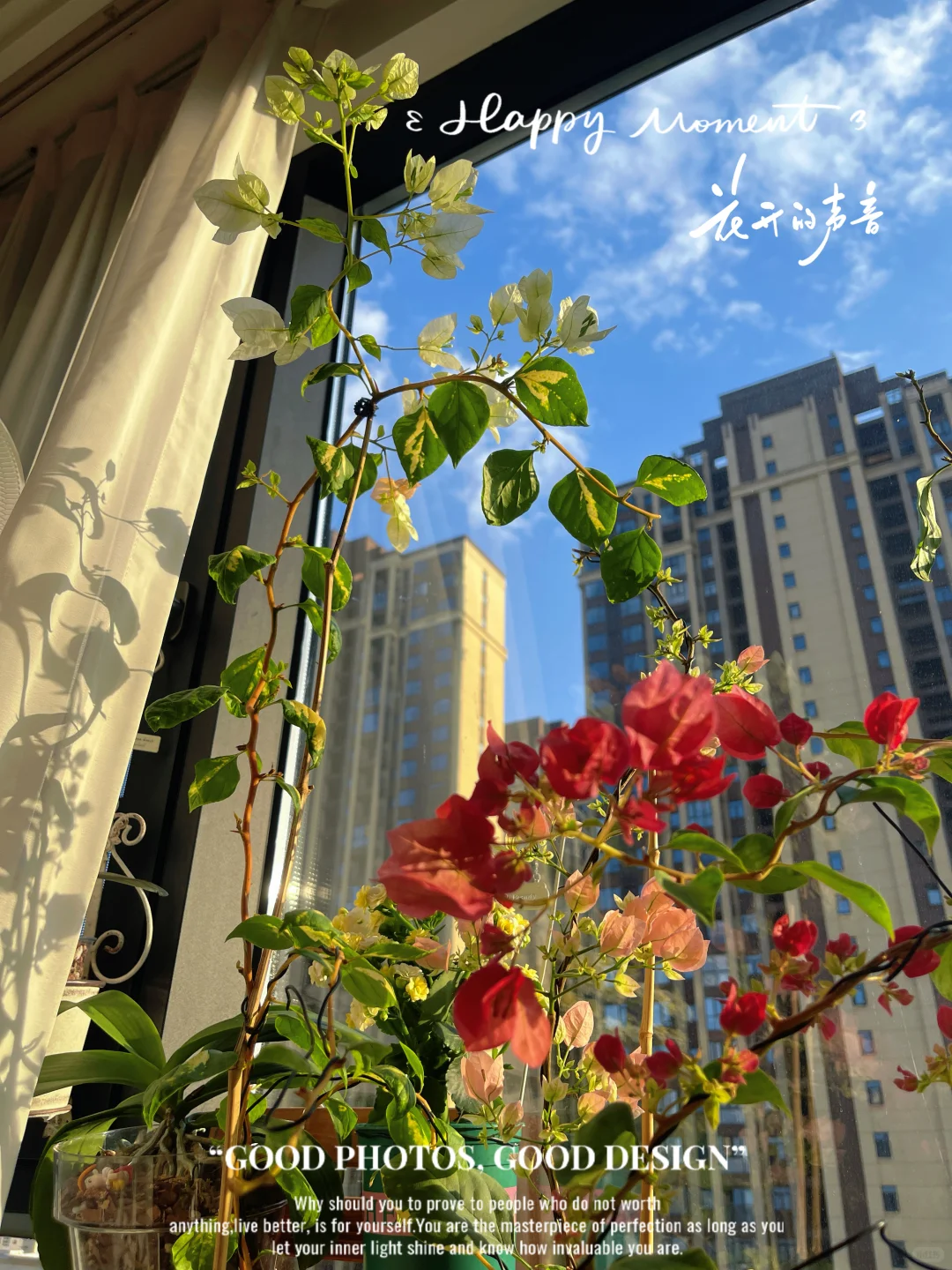 ☁️ 花儿与少妇的日常 」