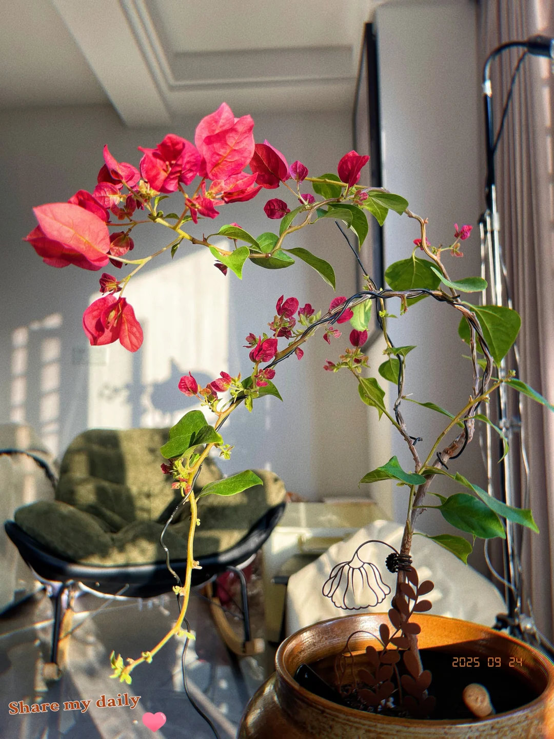 ☁️ 花儿与少妇的日常 」