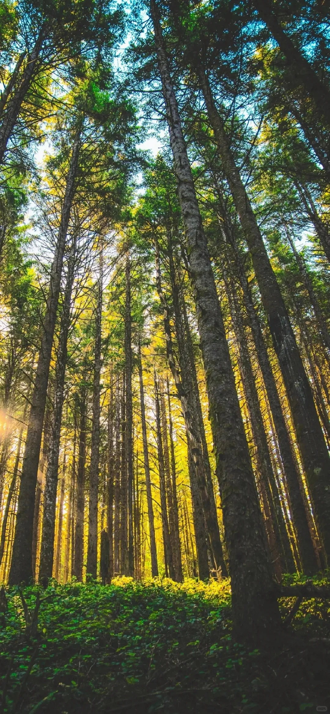 回忆满满，玩过这个的都多大了，童年壁纸