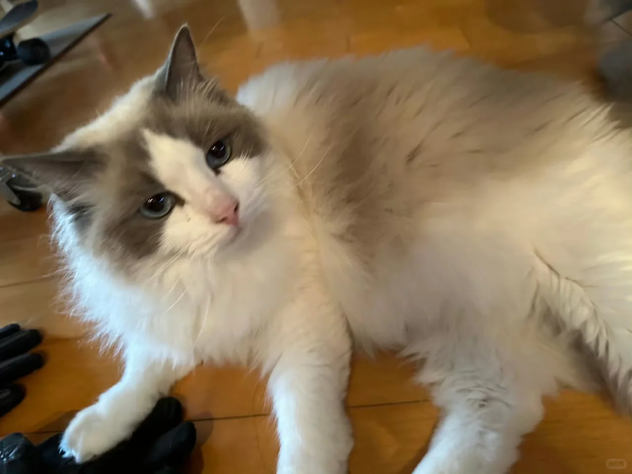 丹尼尔手机壁纸/fancon会员礼&赞儿/鸭鸭