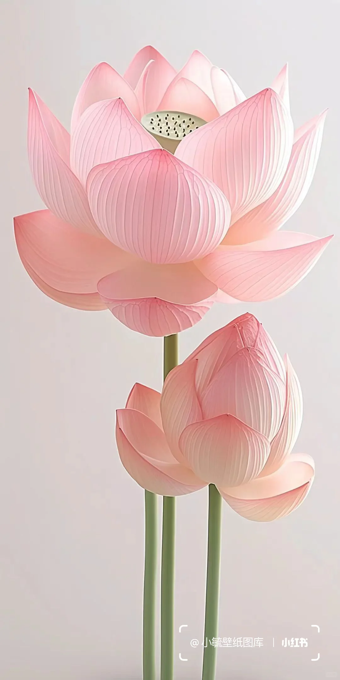 粉色荷花手机壁纸 🪷