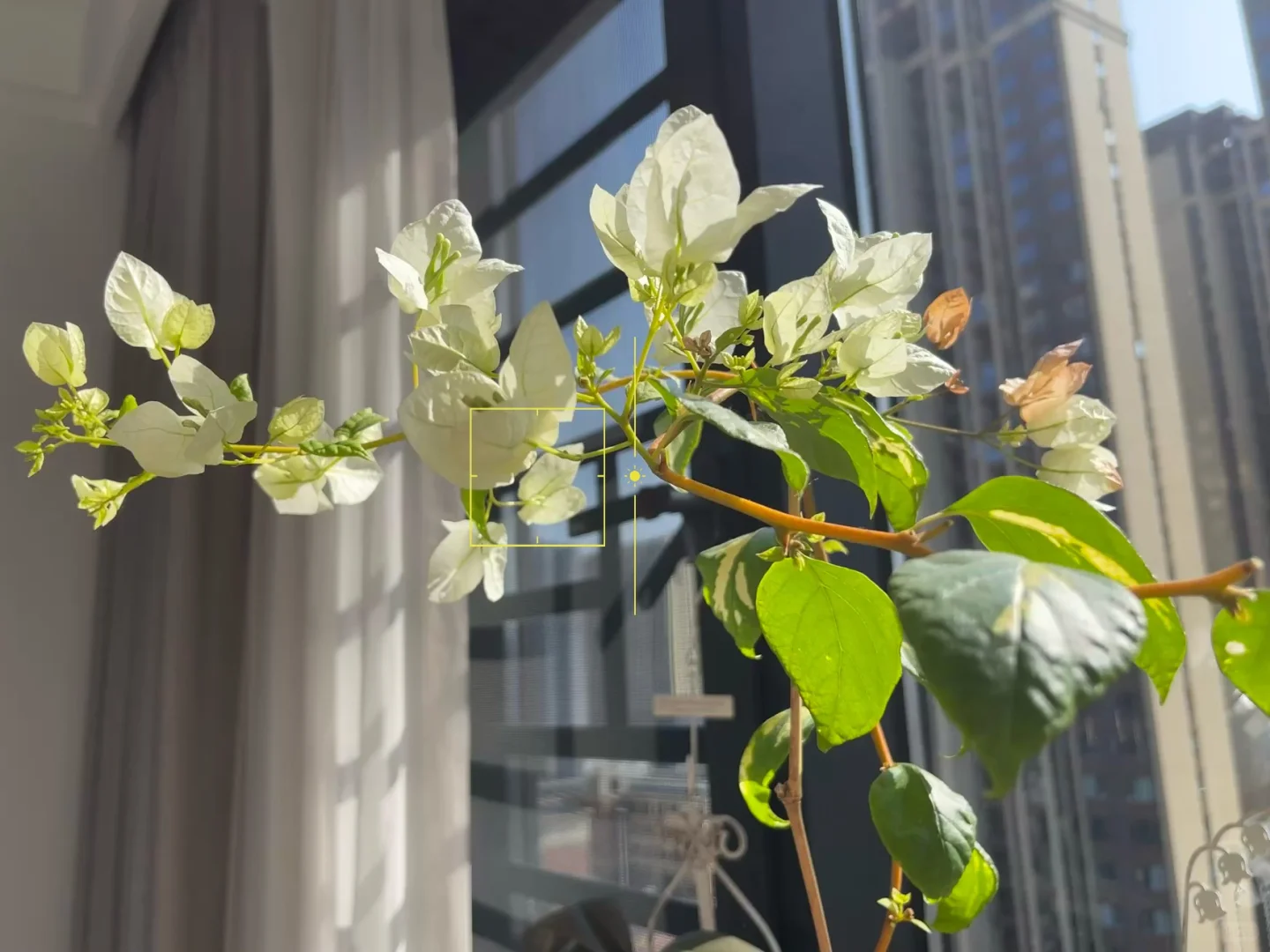 ☁️ 花儿与少妇的日常 」