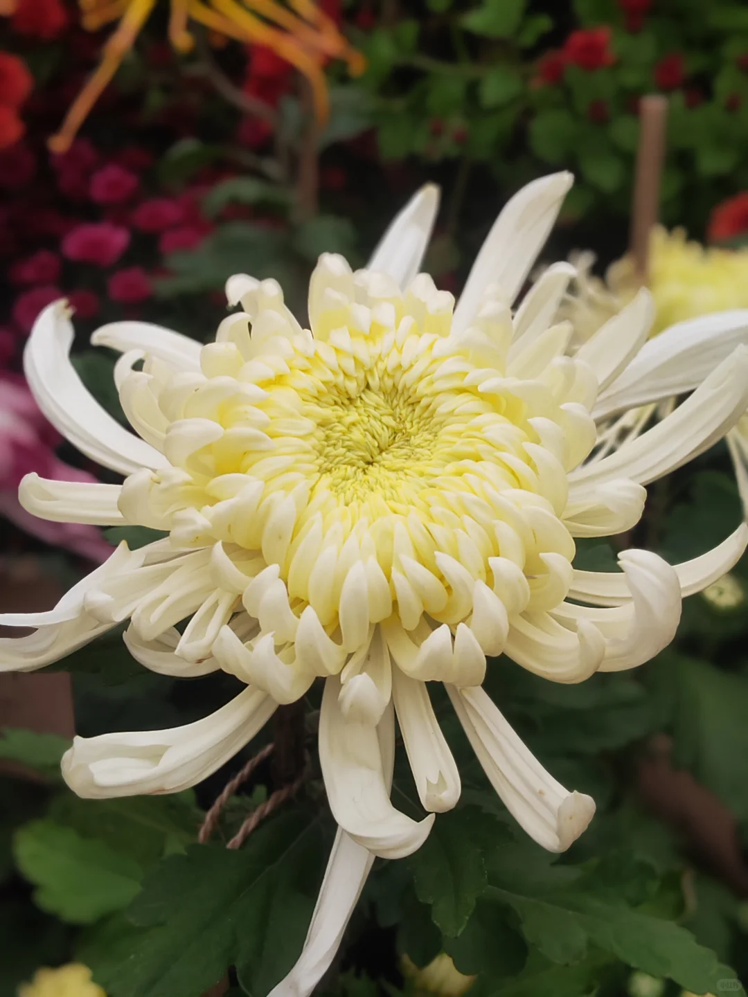 53岁，我的“最美时光”！