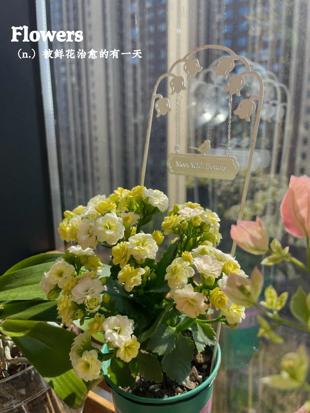 ☁️ 花儿与少妇的日常 」