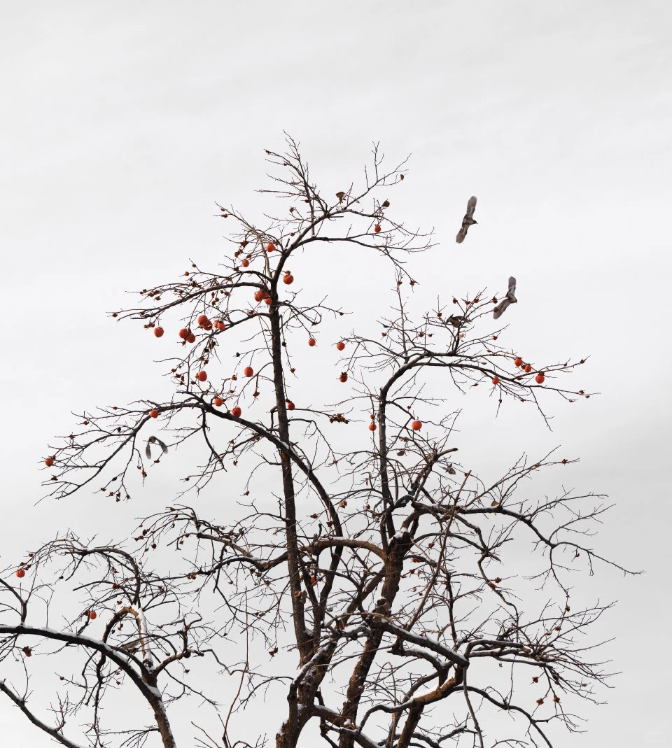 终于等到李现拍摄的雪后故宫，手机壁纸来啦