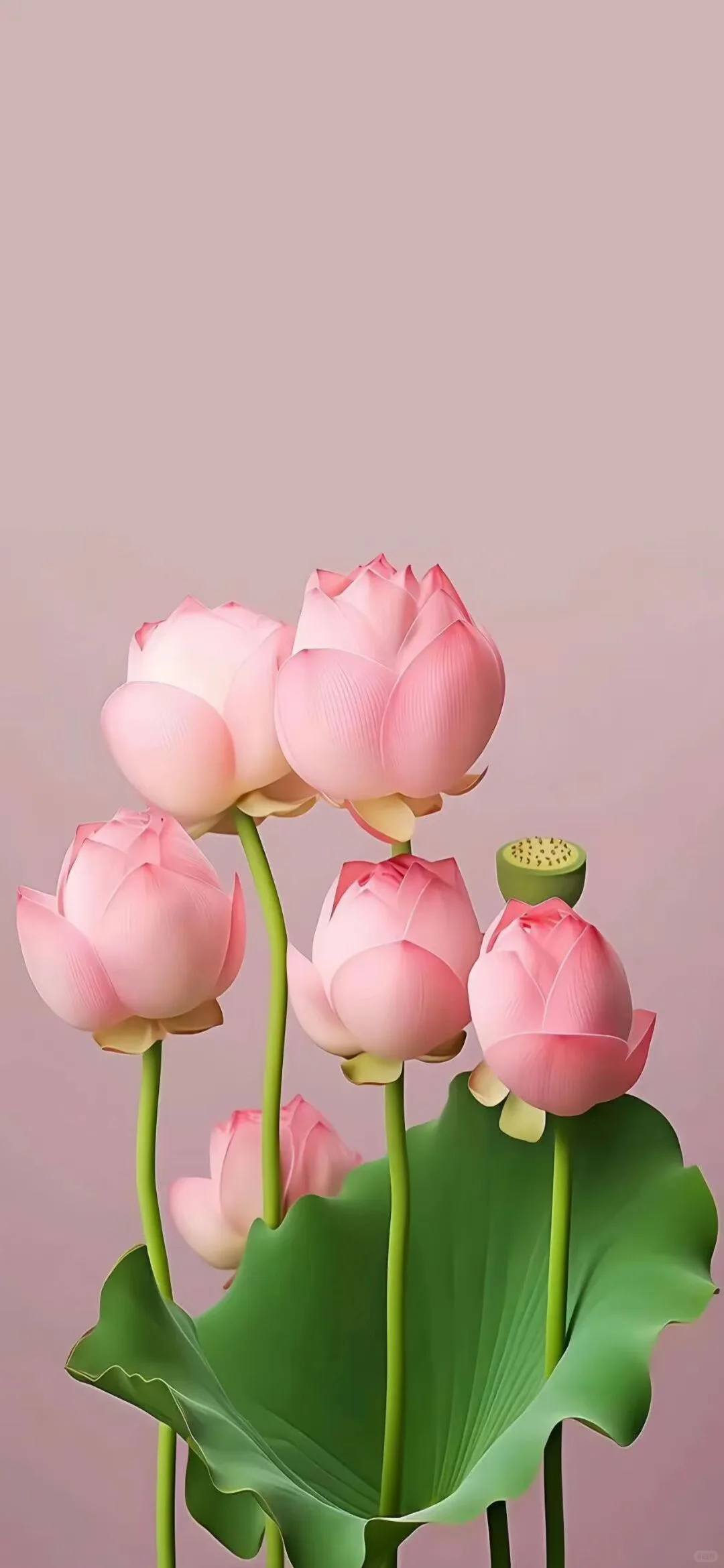 粉色荷花手机壁纸 🪷